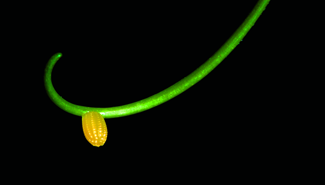 Photo of a single corncob-shaped Heliconius butterfly egg hangs from the elegant tendril of a passionflower.