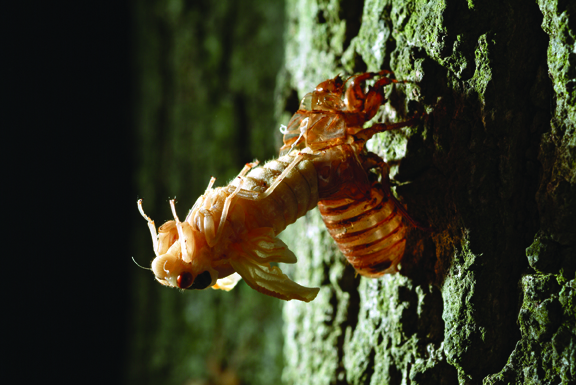 Photo of cicada, genus Magicicada