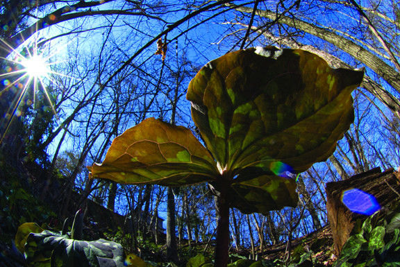 Photo of trillium 