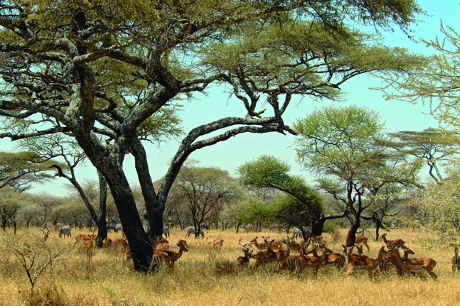 Photos of zebras, Thomson’s gazelles and impalas