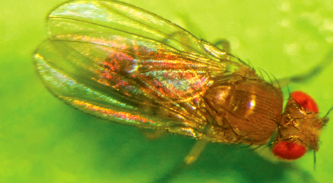 Close-up photo of a fruit fly with light reflecting off its wings