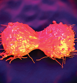 MULTIPLICATION TEST: The drug Gleevec is able to stop reproducing cancer cells (like the one shown here) by binding with an enzyme that controls cell growth.