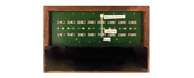 The fruit-fly activity monitor Rosbash and Hall used in the 1980s.