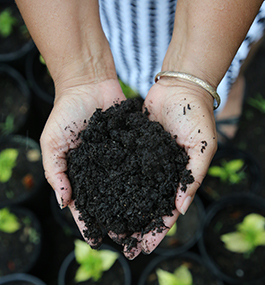 A photo of Patty Spence's hands holding dirt.