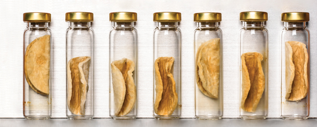 Seven thin glass jars with gold-colored lids each hold a round white filter pad stained with brown residue.