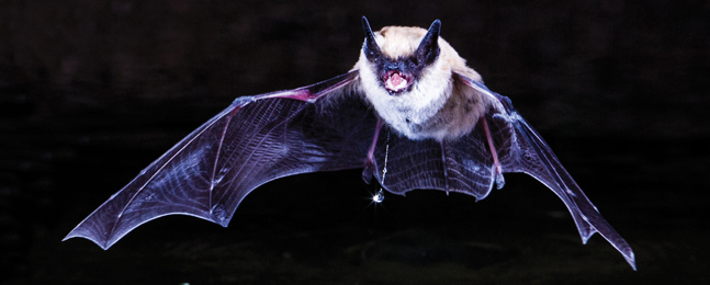 An iridescent dark-blue bat with a white ruff flies against a black background; the camera catches a few water drops hanging in midair under the bat's mouth.
