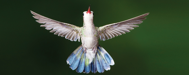 A photo showing the outstretched wings and underside of a small white bird with a sky-blue tail and red beak.