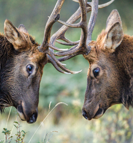 Two brown elk push their heads together — their medium-sized horns are intertwined — and look at each other, face to face.