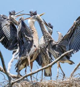 Four birds with white-gray bodies and wings in various shades of blue stand and face one another in a nest; their beaks are open, and their wings and necks are up-stretched.