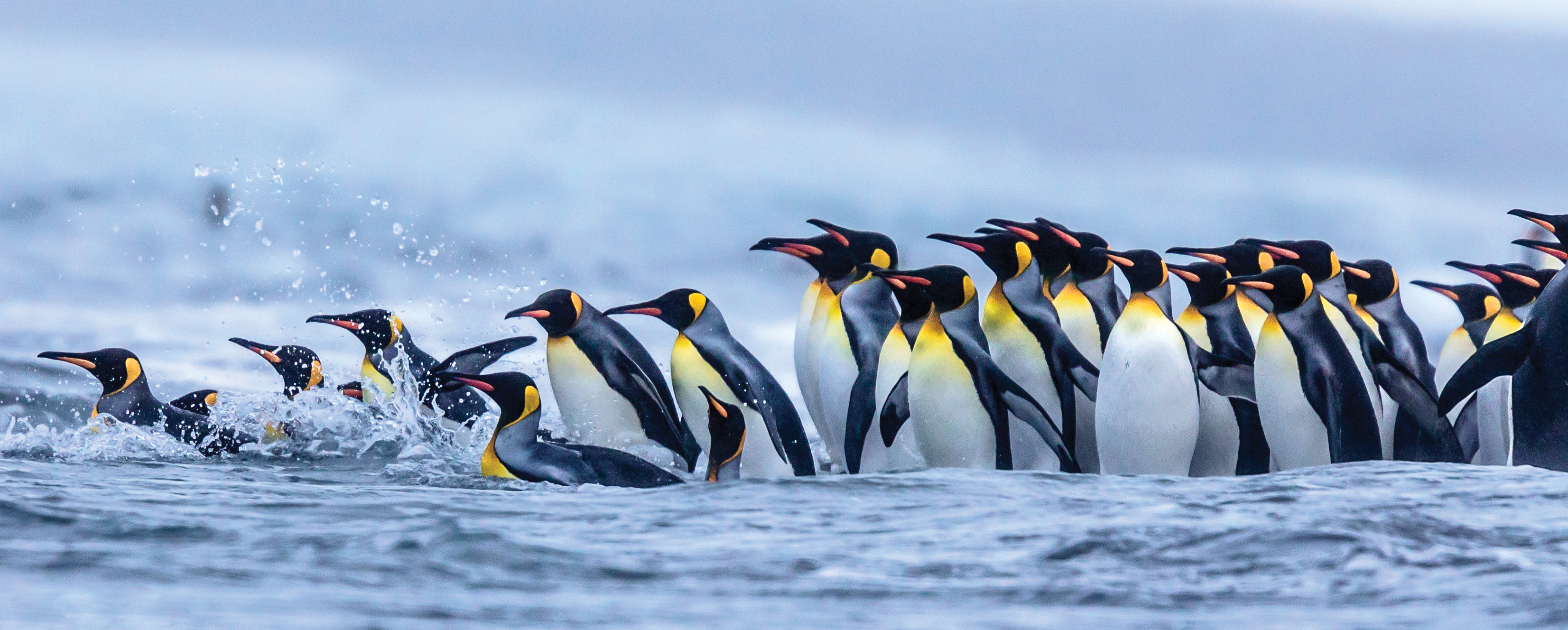 A line of penguins, some swimming, some still walking, enters the surf. The birds are white and black in color, with splashes of orange and yellow.