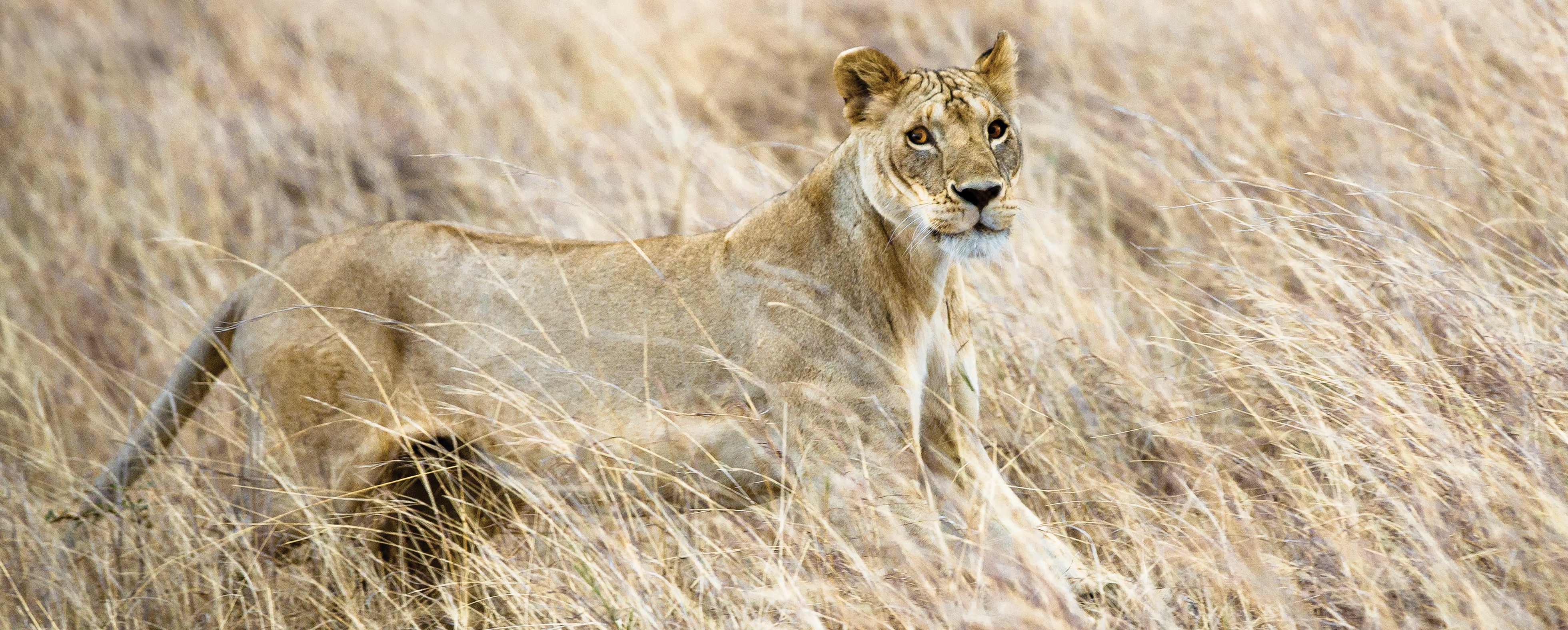 A light-brown female lion in tall light-brown grass; her body is in motion, but her face is sharp and clear as she looks directly at the camera.
