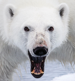 A close-up of the head of a large white bear that looks directly at the camera. Its mouth is open, showing yellow fangs and teeth against dark gums.