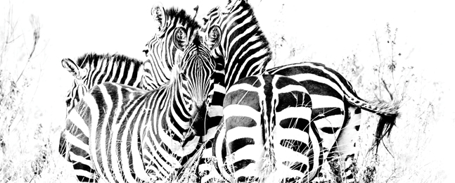 A black-and-white photo showing a tight group of zebras facing in different directions, including one looking directly at the camera.