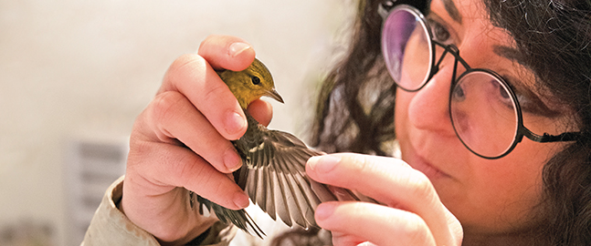 A photo of Sheida Soleimani looking closely at the outstretched wing of a small bird.