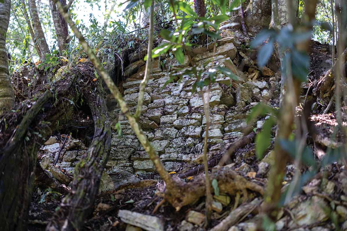 Stone walls nestled among trees in the jungle