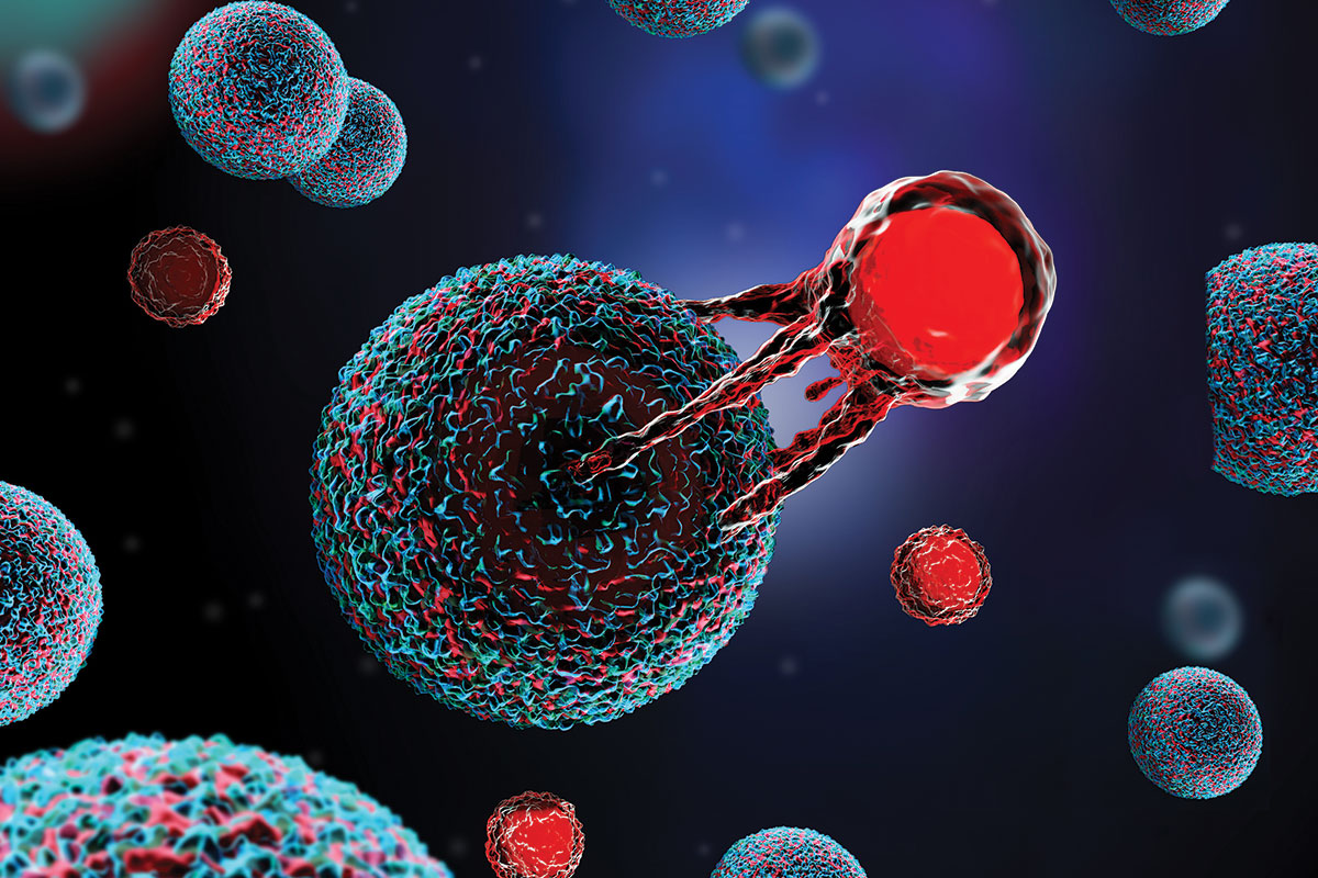 A red T cell attacking a cancer cell.