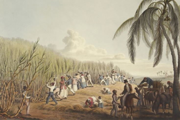 slaves planting sugar cane