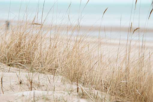 Beach with sand dunes and sweetgrass