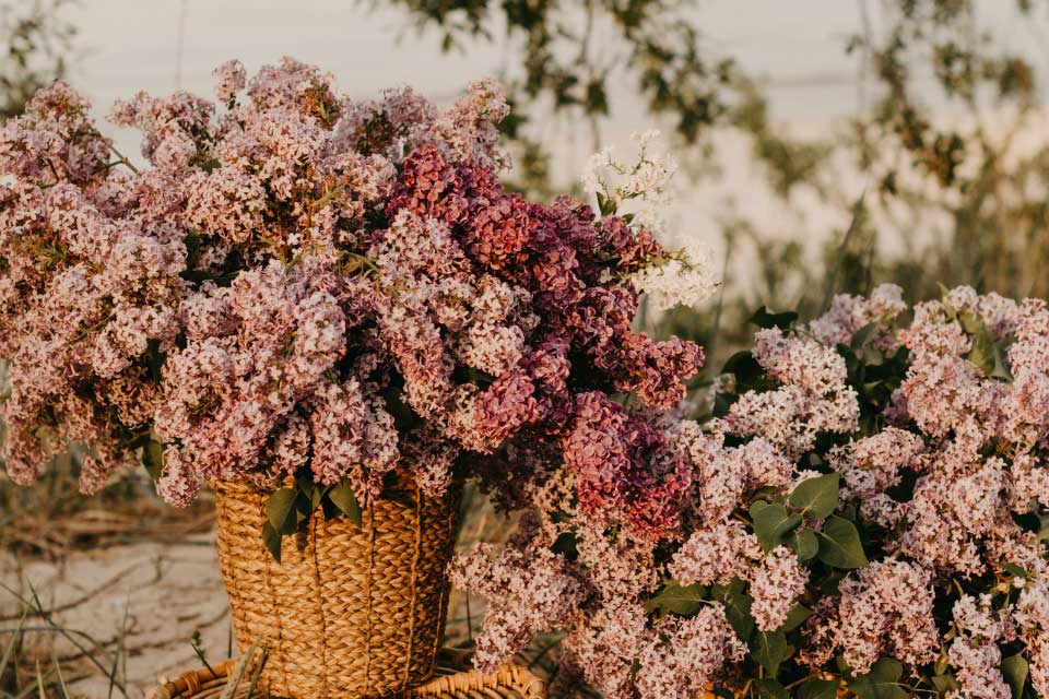flowers