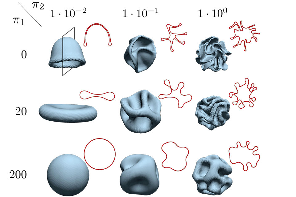 Simulations of growing fatty-acid vesicles in fluid