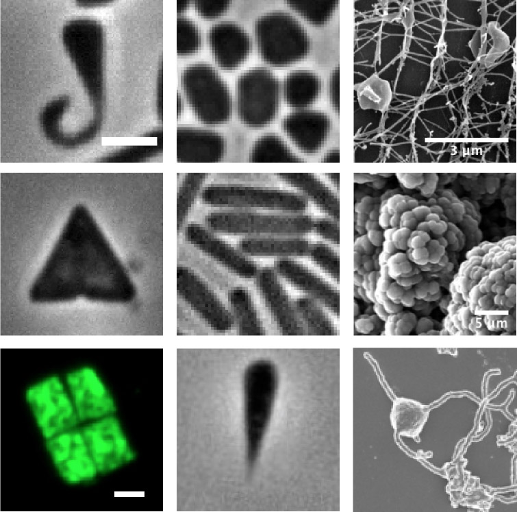 Shape diversity across different archaea. H. walsbyi image kindly provided by Mike Dyall-Smith (U. of Melbourne).  Images from third column were adapted from XXX (top), Conklin et al., 2006 (center) and Imachi et al., 2019 (bottom). Otherwise stated, scale bars represents 2 μm. 