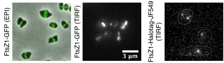 Time lapse of haloarchaeal cytoskeleton dynamics during cell division in Haloarchaea. Movies show unusual “slice-off” cytokinesis (left), directional motion of tubulin-like filaments (middle) and their single-molecule dynamics(right).. 