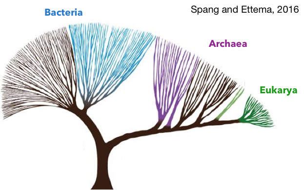 Low-resolution tree of life representing the distribution and divergence of the 3 domains of life. Adapted from Spang and Ettema, 2016.