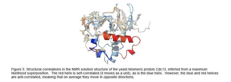 Structural correlations in the NMR solutions structure of the yeast telomeric protein Cdc13.