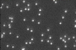 Image of individual fluorescent dye molecules tethered by DNA molecules.