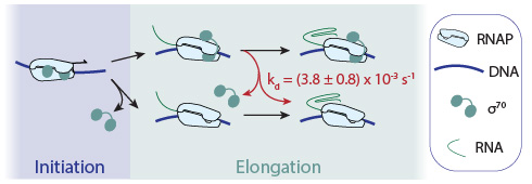 Transcripts are made by elongation complexes that either do or do not contain the sigma-70 subunit.