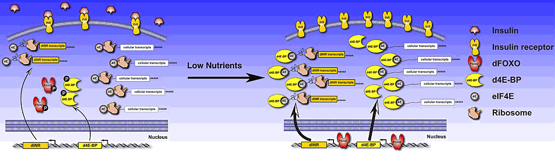 Marr Lab IRES INR Model