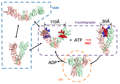 ATP-driven conformational cycle of Hsp90