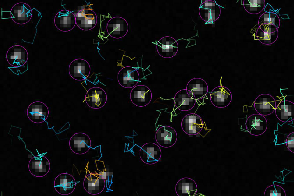 Single-particle tracking of proteins diffusing in the membrane of the bacterium Bacillus subtilis