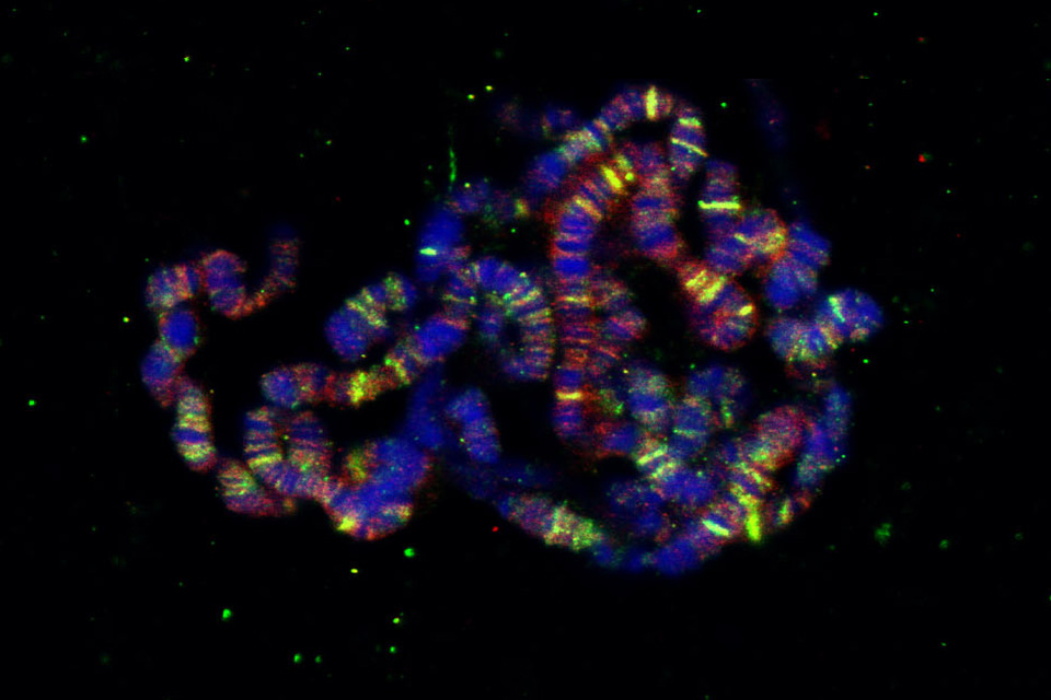 Immunofluorescent images of Drosophila polytene chromosomes
