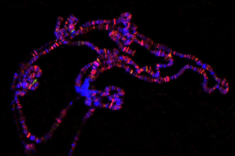 Drosophila image