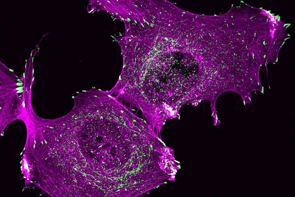 Master's Program | Graduate Studies | Molecular and Cell Biology