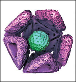 A cryo-electron microphotograph of a self-assembled icosahedral shell, made from DNA fragments, that has trapped a hepatitis B virus particle. Antibodies on the shell’s interior keep the virus bound inside.
