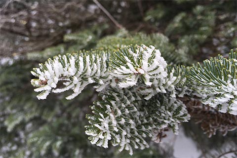 Closeup of pine needles covered with frost