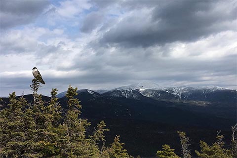 View of snow topped mountains with bird on tree branch in the foreground