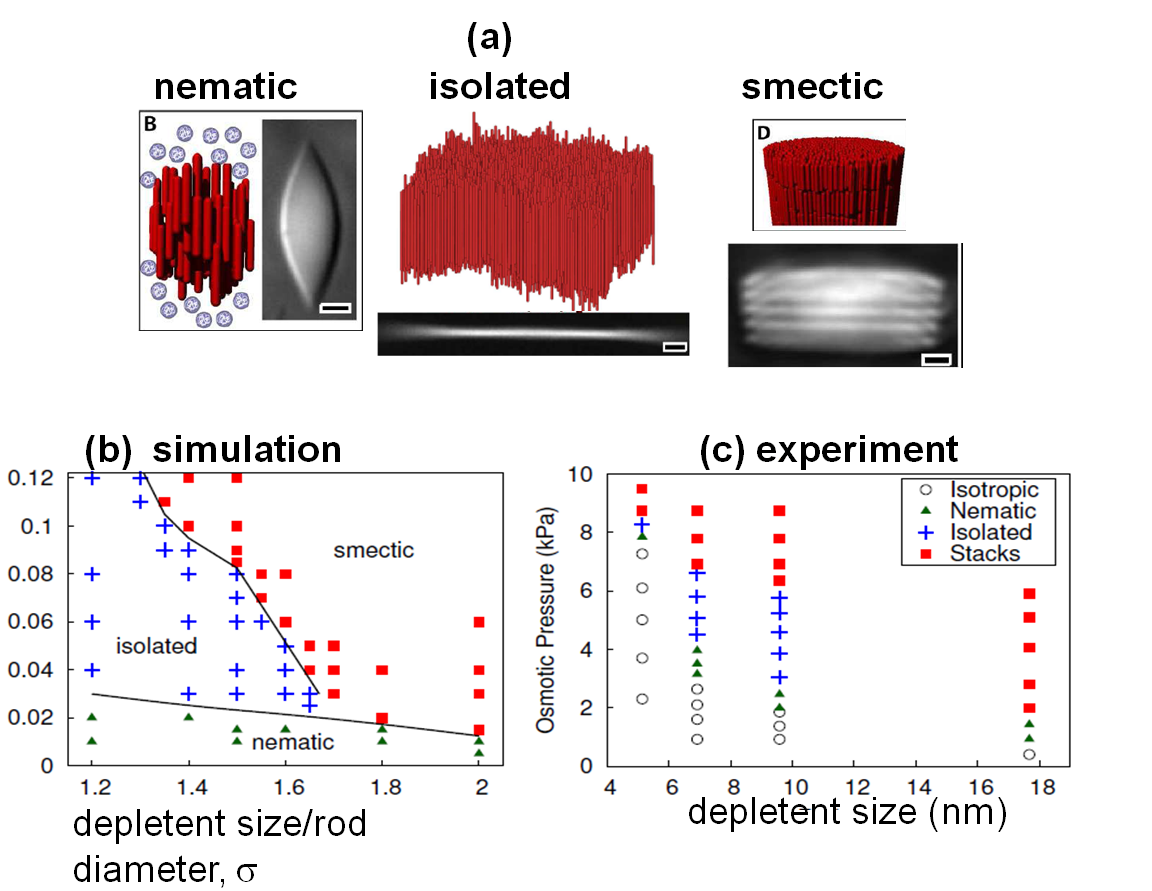 a) 3 diagrams labeled: nematic, isolated and smectic.  b) This graph titled "simulation" is a simulation model of hard spherocylinders and deplentent.  The x-axis is labeled depletent size/rod diameter with measurements from -0 - 0.12 on the y axis. c) Graph is titled "experiment.  x axis is labeled "depletent size (nm). Y axis is labeled Osmotic Pressure.  The key shows symbols for Isotropic, Nematic, Isolated and Stacks.  This refers to experiments on the rodlike virus fd and nonadsorbing PEO polymers.