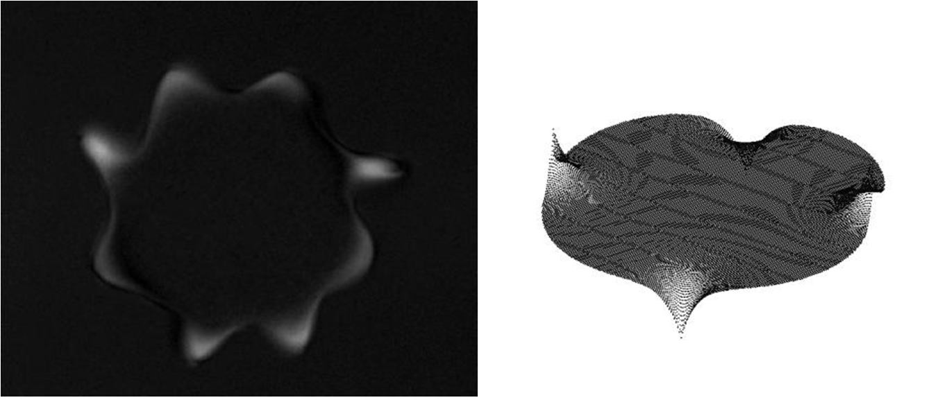 microscope picture and schematic illustration of “cookie disks,” membranes with radial protrusions and alternating hills and valleys