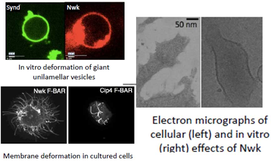 Upper left: pair of images with caption "In vitro deformation of giant unilamellar vesicles." the left half is labeled "Synd" and shows a green ring.  The right half is labeled "Nwk" and shows a red ring that is disintegrating.  Lower left pair of images is labeled "Membrane deformation in cultured cells.  The left half is labeled Nwk F-BAR and the right image of a cell is labeled Cip4 F-BAR.  On the right is a pair of images titled "Elecytron micrographs of cellular (left) and in vitro (right) effects of Nwk. the image is labeled 50 nm.