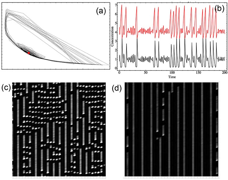 Four images: (a) Phase portrait of a single, noisy oscillator, showing a large amplitude relaxation oscillator mixed with a noisy limit cycle surrounding the meanfield fixed point (red dot) (b) A typical time trace showing the mixed mode oscillations (c) Spatio -temporal pattern showing patches of oscillating and stationary regions in a one dimensional array of diffusively coupled oscillators . Horizontal axis denotes space and vertical axis denotes time . (d) As the ration of inhibitor to activator diffusion constant is increased, the patchy, oscillating phase changes to a stationary Turing pattern