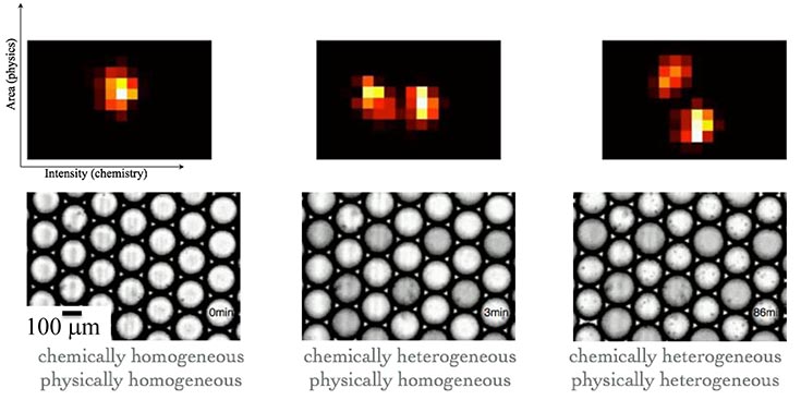 Three pairs of images labelled "chemically homogeneous" and "physically homogeneous".  The upper image of each pair shows one circular shape made of small red, orange, yellow and brown pixel-likepixel-like squares on a black background. The first image has one.  The others have 2.  The left side of the image is labeled "Area (physics). the bottom edge of the image is labeled "Intensity (chemistry). On the lower left corner of the figure it says "100um." The lower images contain a pattern of  circular shapes.  The first is labeled "0 min." The second: 3 min. The 3rd: 86m.
