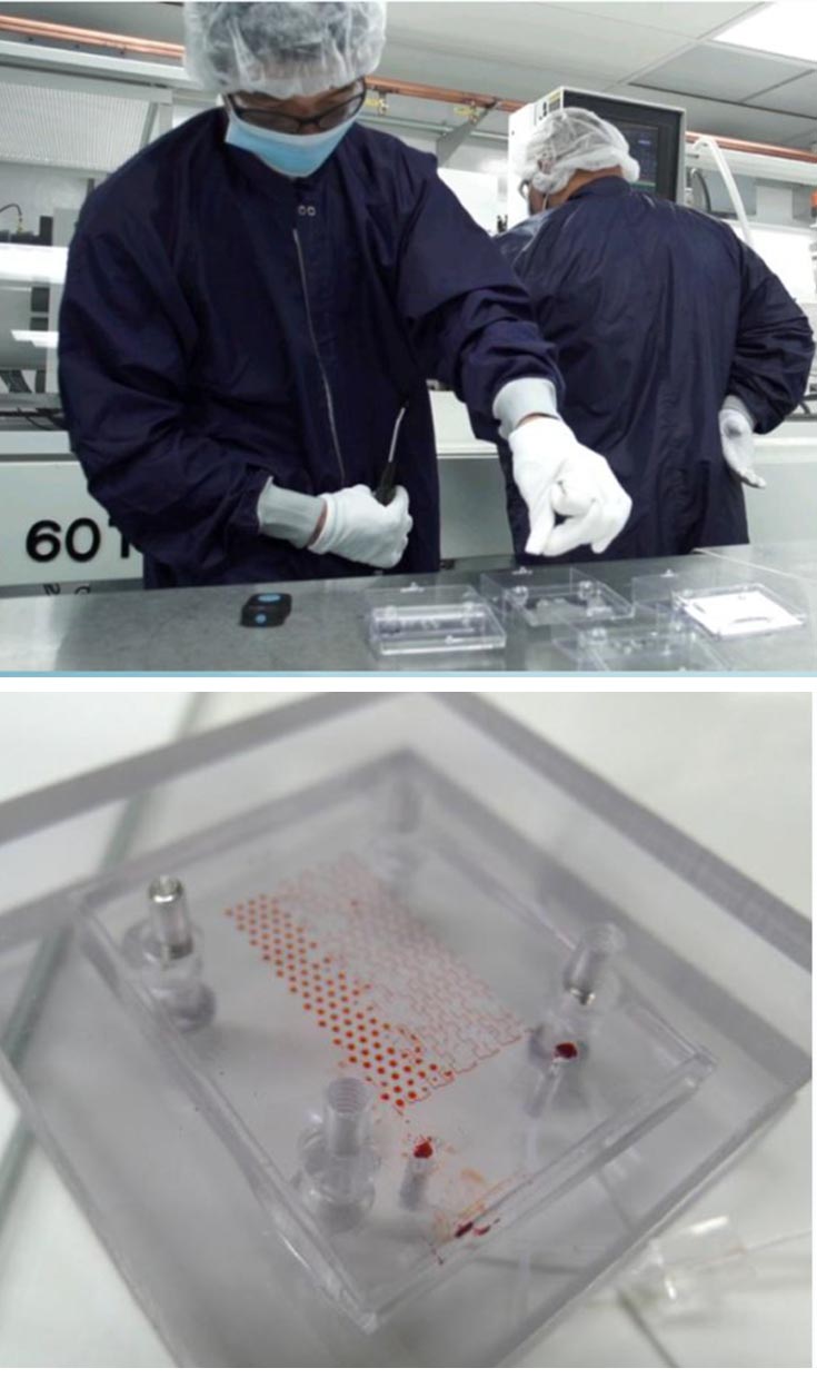 Top: 2 students working in a lab, holding slides, dressed in lab coats, face masks, head covering and gloves. Bottom: Closeup shot of a slide.
