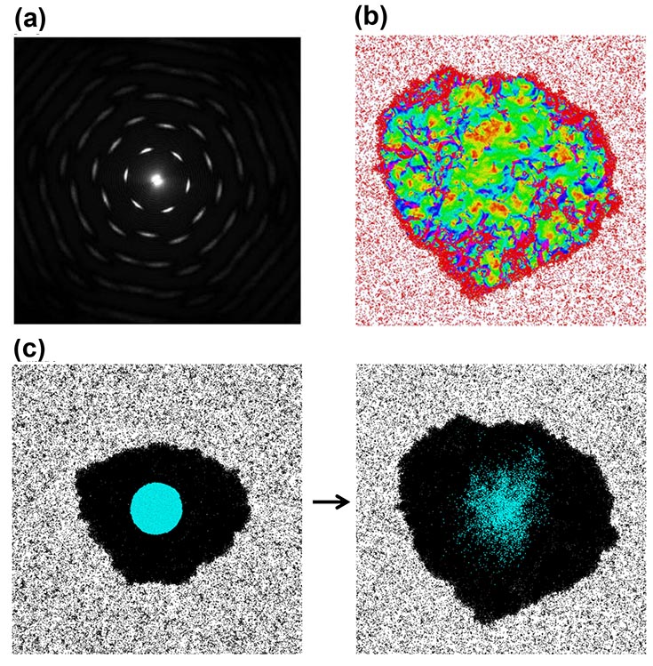 (a) The structure factor for an example active crystal showing crystallinity. The image has a white dot in the center of 4 concentric circles made of dotted lines that get faded as they get farther from the center. (b) brightly colored amorphous organic shape with a red outline and a red granular background.  This image shows instantaneous speed of particles within the system, illustrating the inhomogeneous motion within the crystal. (c) The image shows the analog of a FRAP experiment. The particles which start in the center are labeled blue; the image to the right shows a snapshot after evolution of the dynamics. On the left the blue center is a solid circle. On the right the particles have dispersed and are no longer a definitive circular shape.