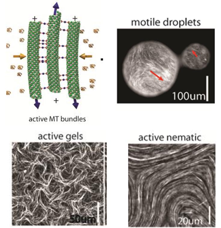 Four images as follows: Upper left: active MT bundles. Upper right: microscope image labeled Motile droplets 100um.  Bottom left: active gels 50um. Bottom right: active nematic. 20um.