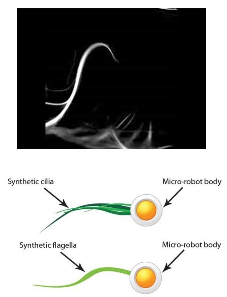 Top: Synthetic cilia composed of microtubule bundles.  In this image it appears as white curved lines on a black background. Bottom: Conceptual diagram of micro-robots propelled by synthetic cilia and flagella.. The upper drawing has a round white circle with a yellow center labelled "Micro-robot body." There are several green curvy lines about 3 times the width of the body that are labeled "Synthetic cilia." Lower drawing is similar except that there is one think curvy line emanating from the micro-robot body, and it is labeled "synthetic flagella." 