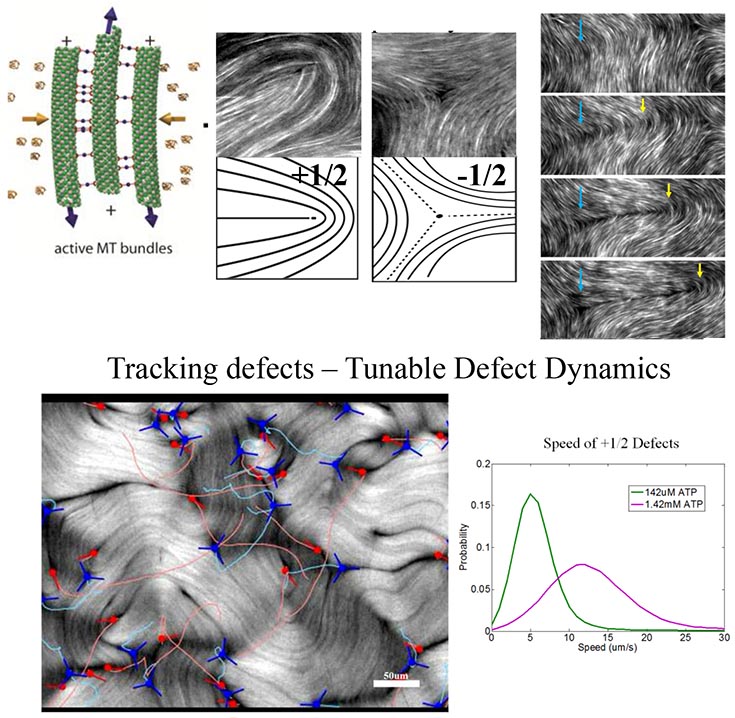 Upper left diagram: active MT bundles. Upper middle: a pair of diagrams labeled "Characteristic Defects of a Nematic Liquid Crystal." Upper Right: "Unbinding of a pair of defects," shown across a sequence of 4 images. Lower left image: "Tracking defects -- tunable defect dynamics. Lower right: Line graph titled "Speed of + 1/2 Defects.  Left axis = Probability. Horizontal axis = Speed. 