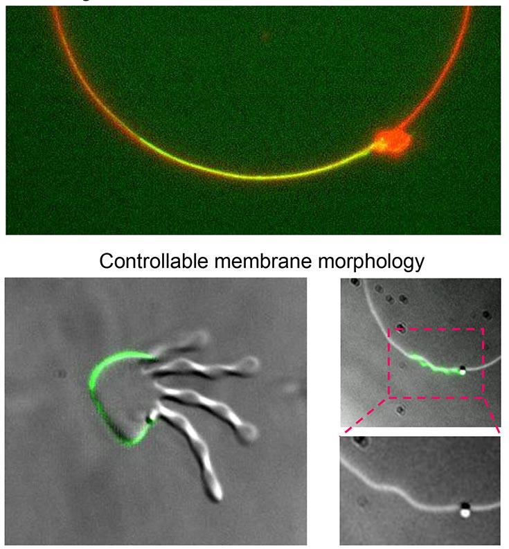 Top image labeled "Novel geometrical method of interfacial association shows  an arc that is red on the ends and gold in the center.  There is a disc shaped element at the point where the gold meets the red. Bottom 3 images labled controllable membrane morphology. The left image has a green line marking an arc-shaped part of the form. 
